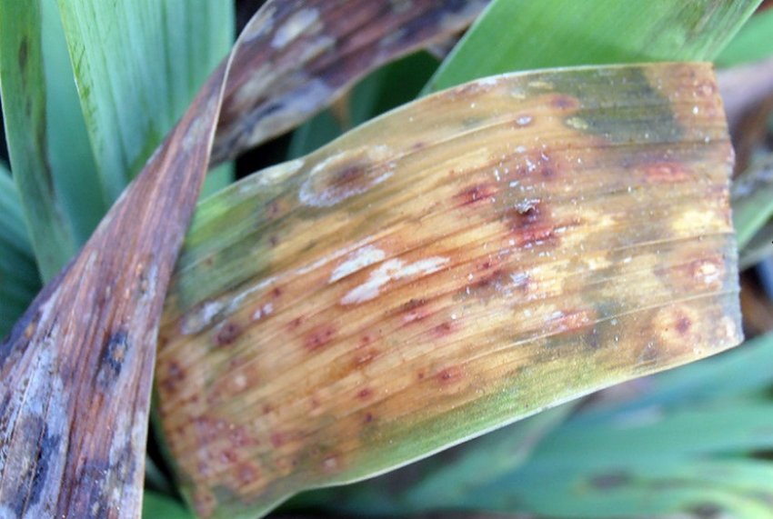 Гетероспориоз