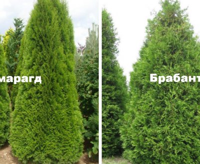 Смарагд або Брабант — яка туя краще
