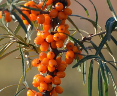 Сорт обліпихи Кохана