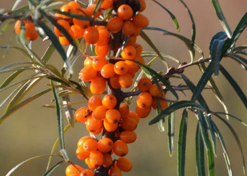 Сорт обліпихи Кохана