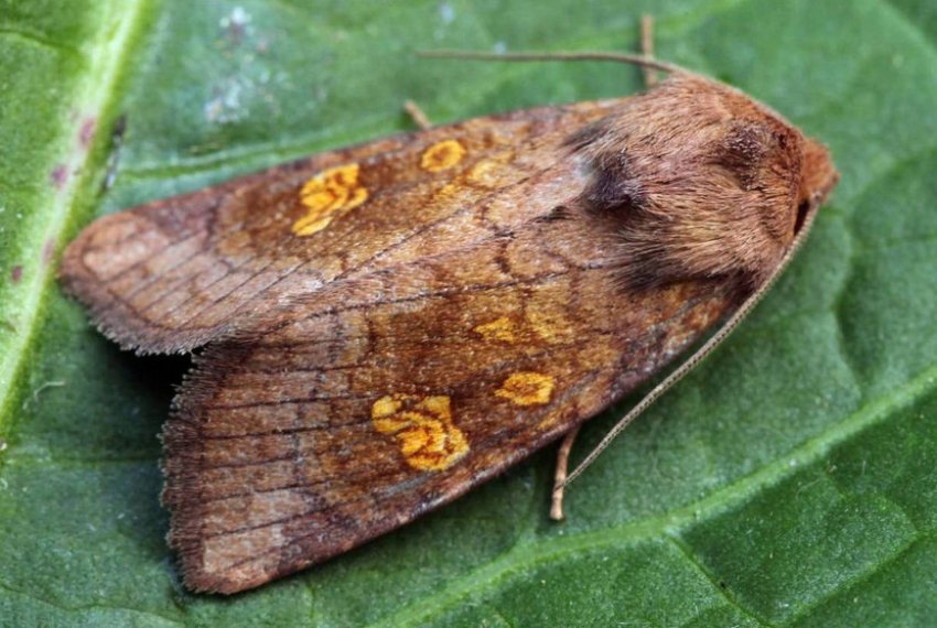 Метелик-ножиці