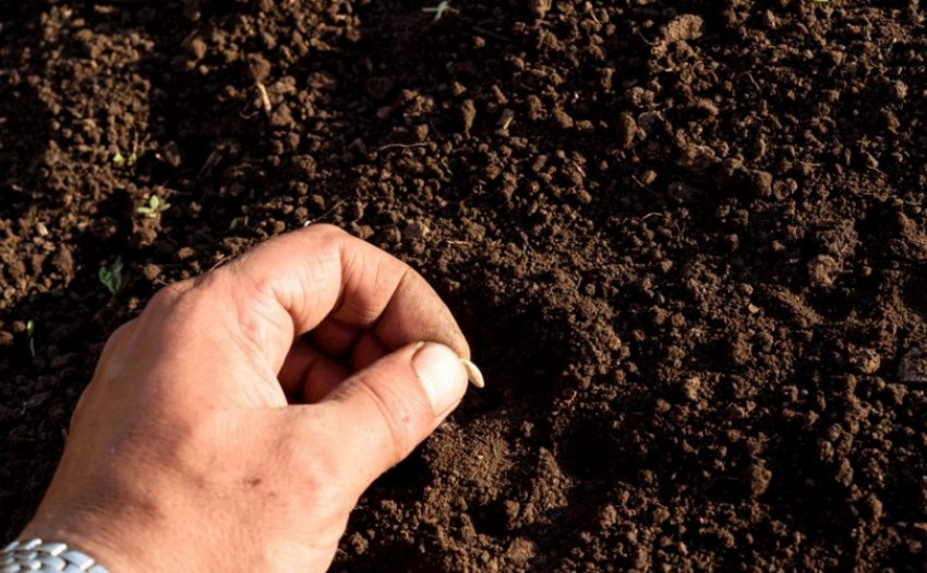 Посів огірків у відкритий ґрунт Посів огірків у відкритий ґрунт