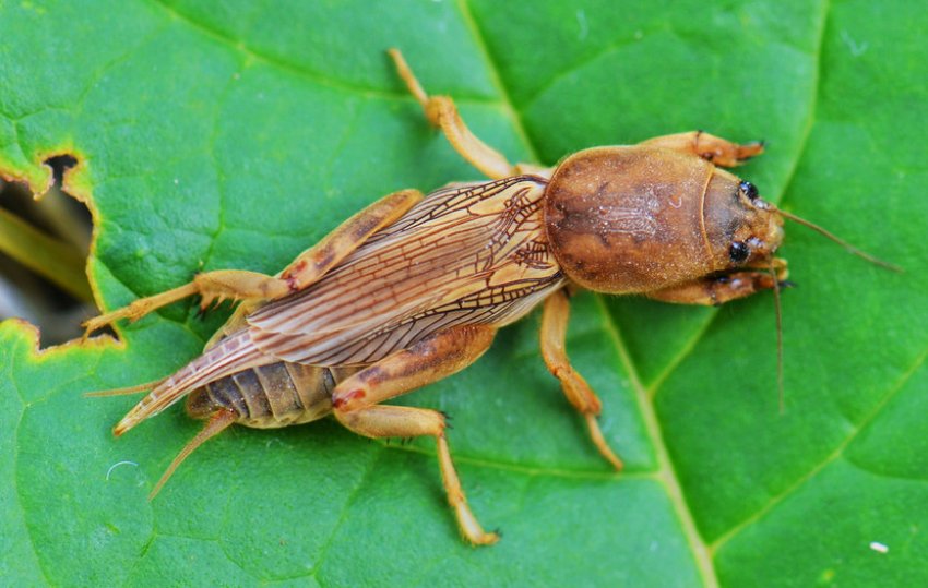 Капустянка