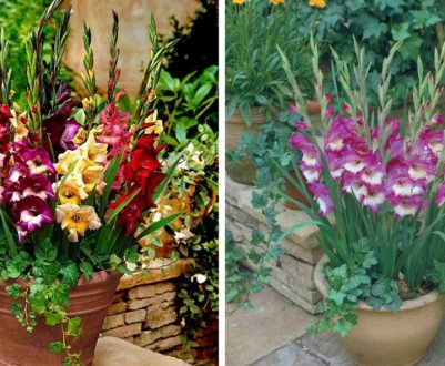 Гладіолуси в горщиках на вулиці і вдома, як садити й доглядати за ними