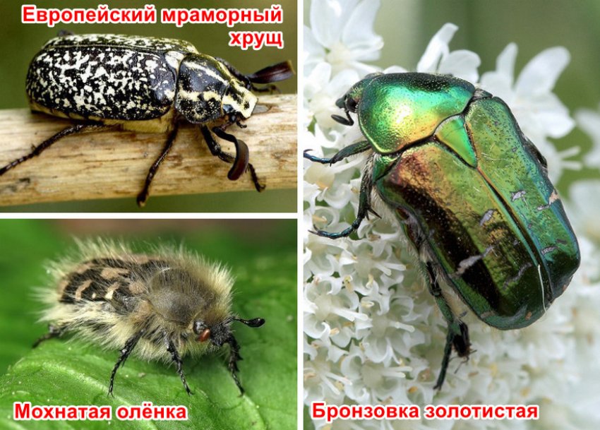 бронзовка и майский жук. майский жук бронзовка. майский жук бронзовка. майский жук бронзовка. июньский жук бронзовка.