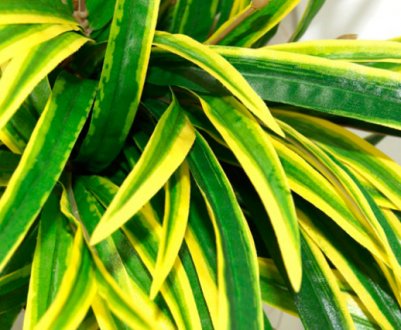 Чому у драцени сохнуть листя і що при цьому робити