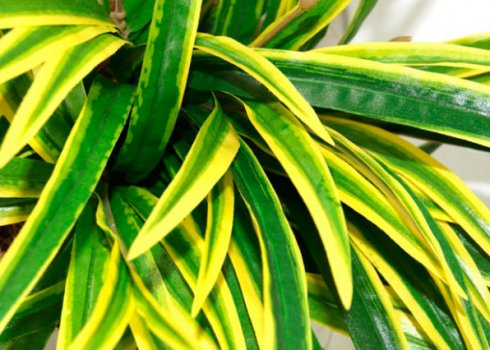 Чому у драцени сохнуть листя і що при цьому робити