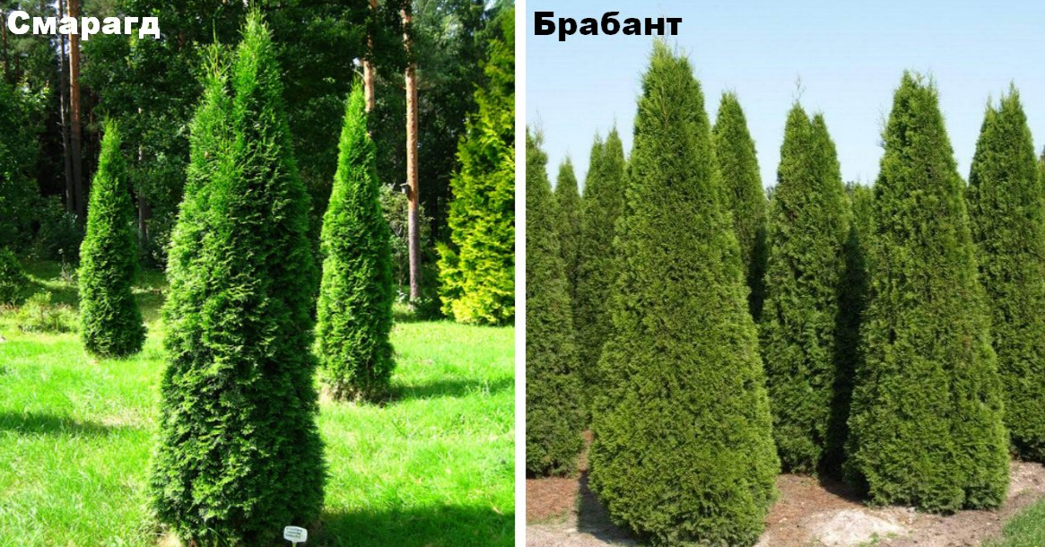 Туя Западная Фрисландия Фото