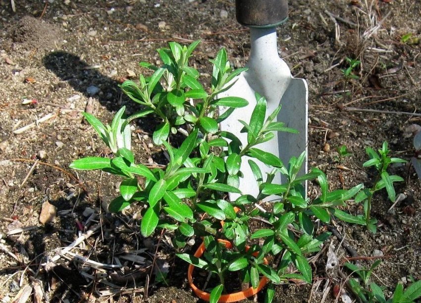 Посадка обліпихи Посадка обліпихи