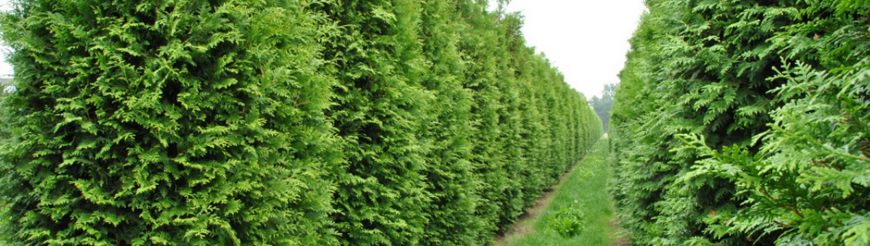 Опис і особливості туї західної Брабант, посадка і догляд за нею