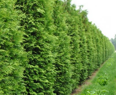 Опис і особливості туї західної Брабант, посадка і догляд за нею