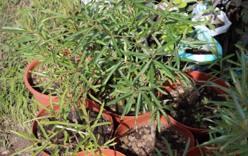 Саджанці обліпихи Саджанці обліпихи