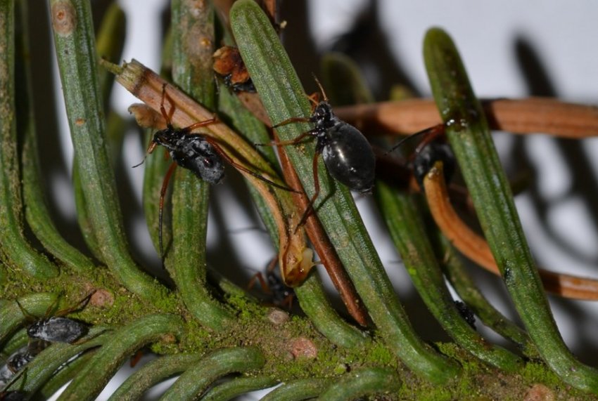 Попелиця соснова