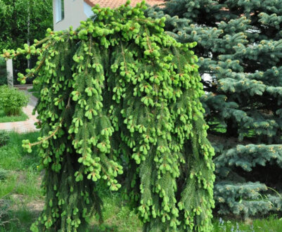 Сорти плакучих ялин і їх використання