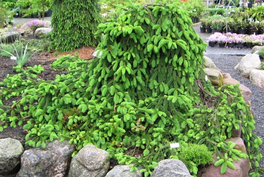 Плакуча ялина