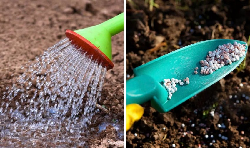 Полив і підгодівля обліпихи Полив і підгодівля обліпихи