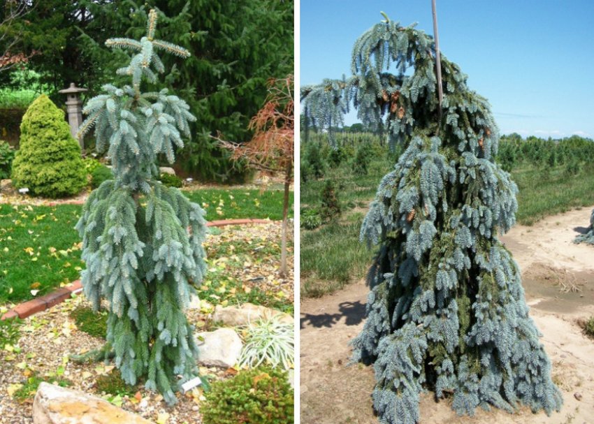 Ялина Glauca Pendula