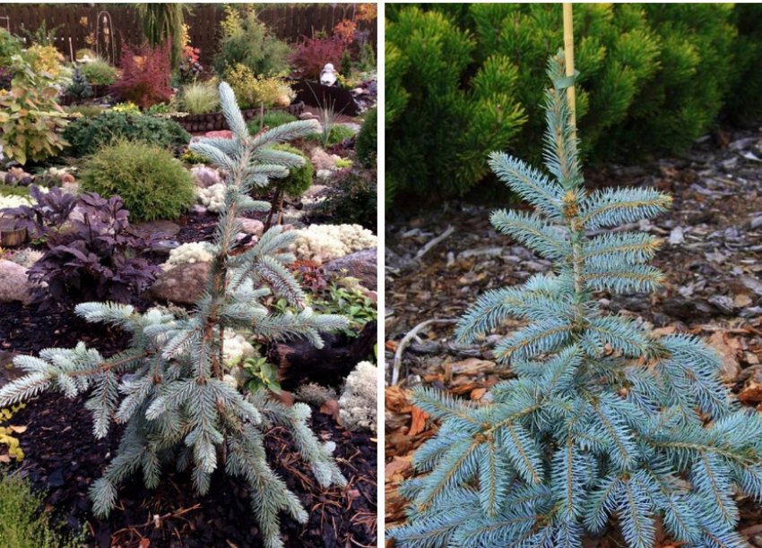 Ялина Argentea Pendula