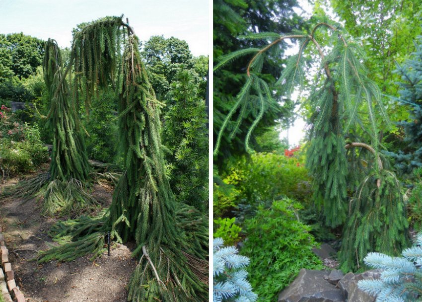 Ялина Кобра