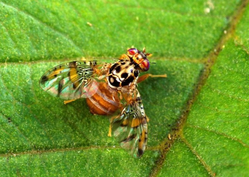 Облепиховая муха Облепиховая муха