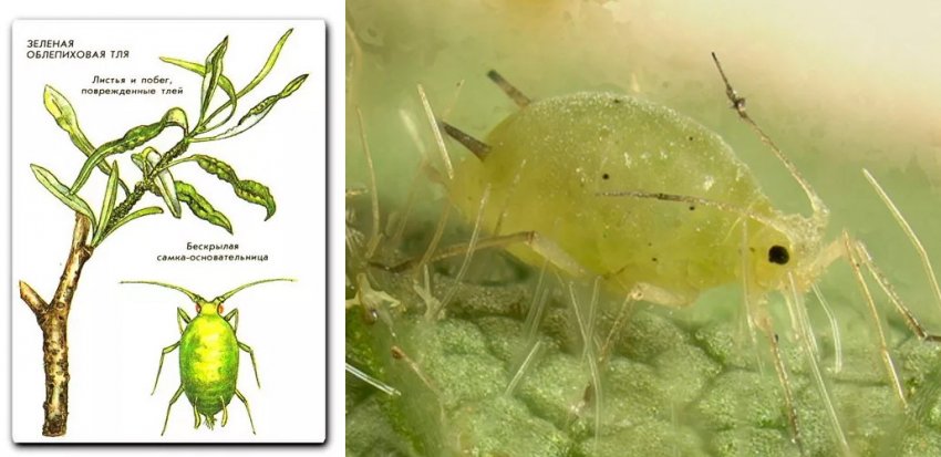 Облепиховая попелиця Облепиховая попелиця