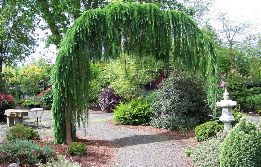 Плачуча ялина в ландшафтному дизайні