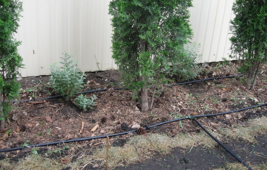 Крапельний полив Крапельний полив