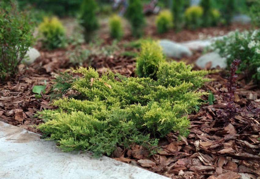 Мульчування туї Мульчування туї