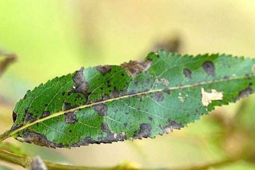 Парша на обліписі Парша на обліписі