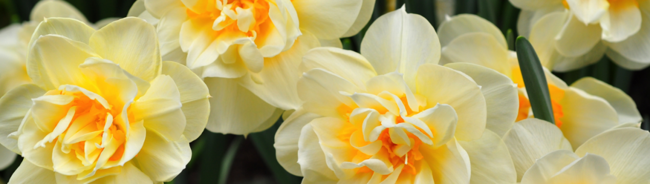 Махрові нарциси, особливості кращих сортів