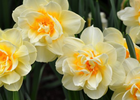 Махровые нарциссы, особенности лучших сортов