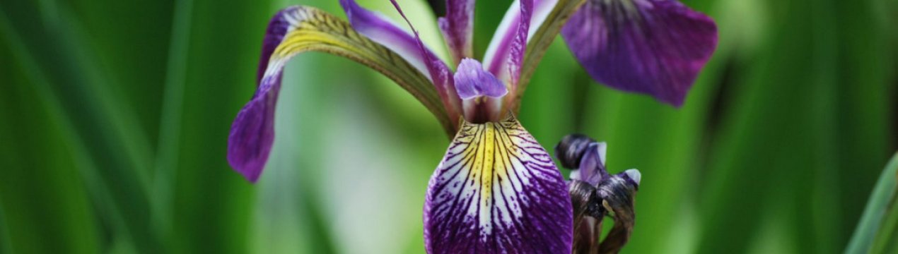 iris versicolor что это такое. Смотреть фото iris versicolor что это такое. Смотреть картинку iris versicolor что это такое. Картинка про iris versicolor что это такое. Фото iris versicolor что это такое