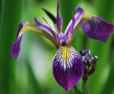 Використання ірису версиколор в гомеопатії: корисні і лікувальні властивості рослини