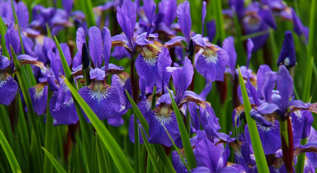 iris versicolor что это такое. Смотреть фото iris versicolor что это такое. Смотреть картинку iris versicolor что это такое. Картинка про iris versicolor что это такое. Фото iris versicolor что это такое