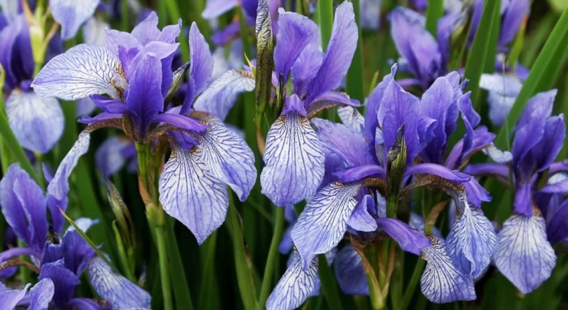iris versicolor что это такое. Смотреть фото iris versicolor что это такое. Смотреть картинку iris versicolor что это такое. Картинка про iris versicolor что это такое. Фото iris versicolor что это такое