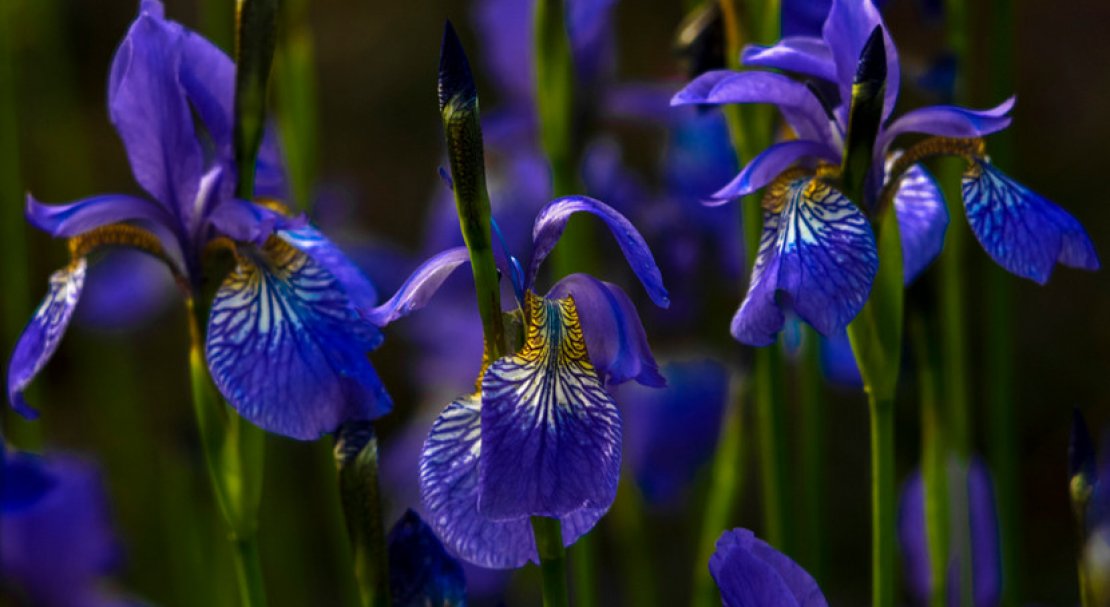 iris versicolor что это такое. Смотреть фото iris versicolor что это такое. Смотреть картинку iris versicolor что это такое. Картинка про iris versicolor что это такое. Фото iris versicolor что это такое