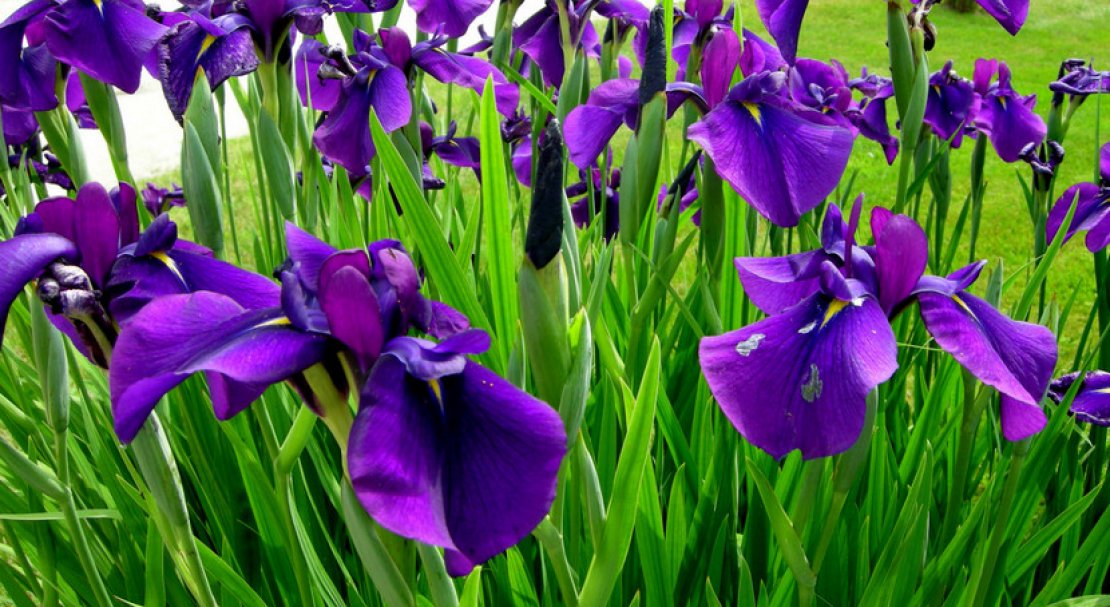 iris versicolor что это такое. Смотреть фото iris versicolor что это такое. Смотреть картинку iris versicolor что это такое. Картинка про iris versicolor что это такое. Фото iris versicolor что это такое