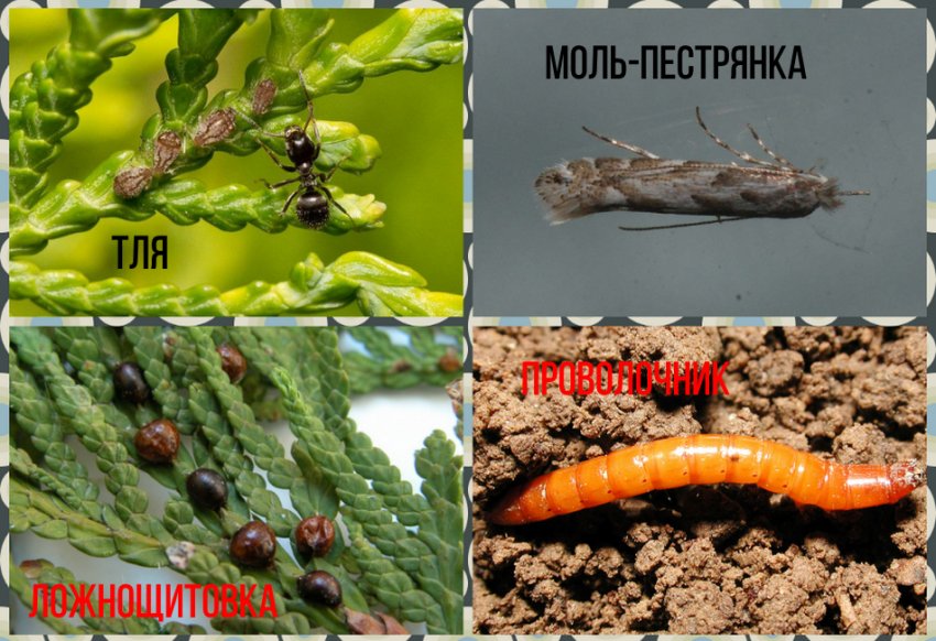 Шкідники туї Шкідники туї