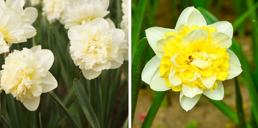 Нарцис Солар Вінд