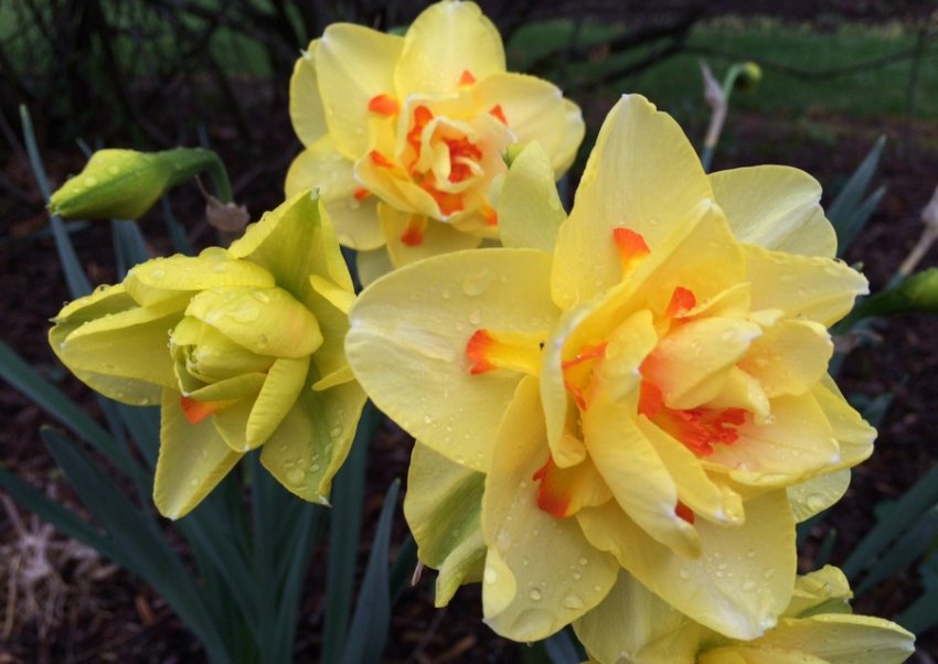 Нарцис Таїті