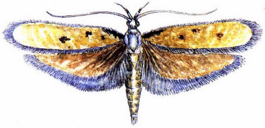 Облепиховая моль Облепиховая моль