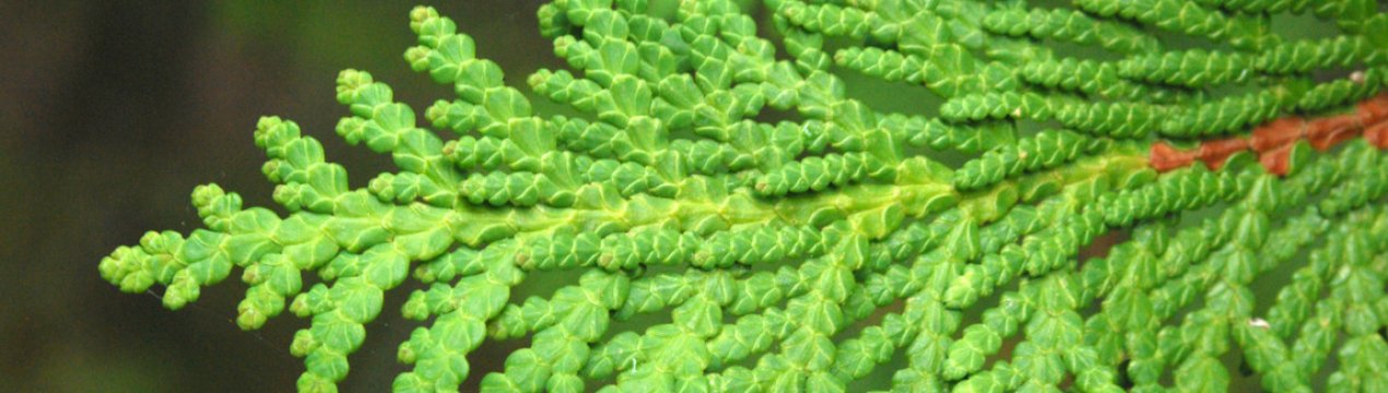 Лікувальні властивості настоянки туї та її застосування