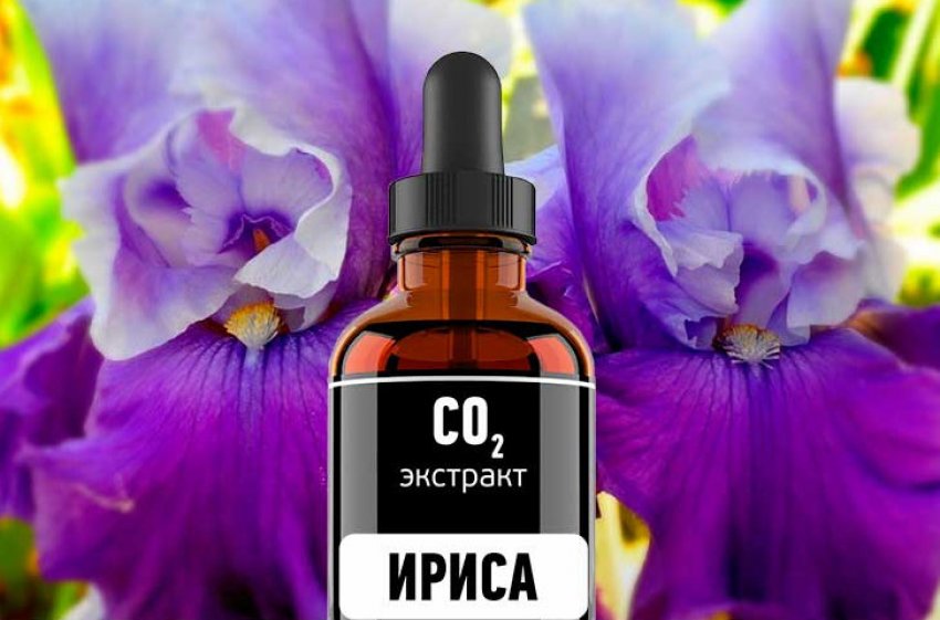 iris versicolor что это такое. Смотреть фото iris versicolor что это такое. Смотреть картинку iris versicolor что это такое. Картинка про iris versicolor что это такое. Фото iris versicolor что это такое