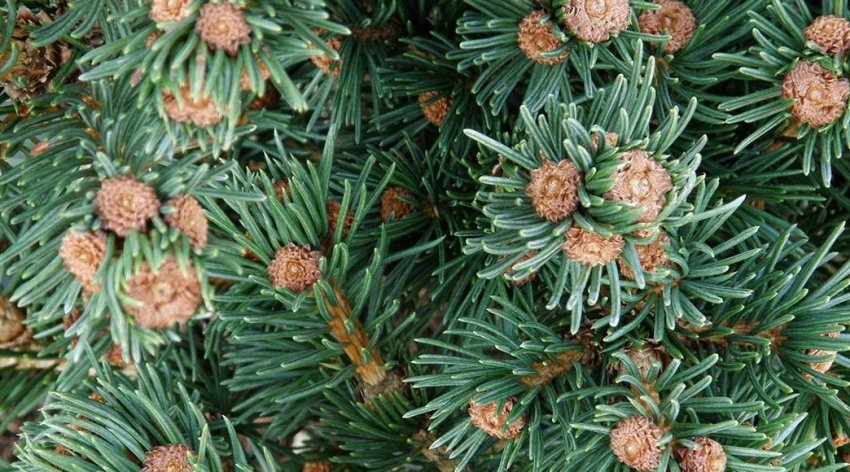 Ялина колюча Лаки Страйк Ялина колюча Лаки Страйк