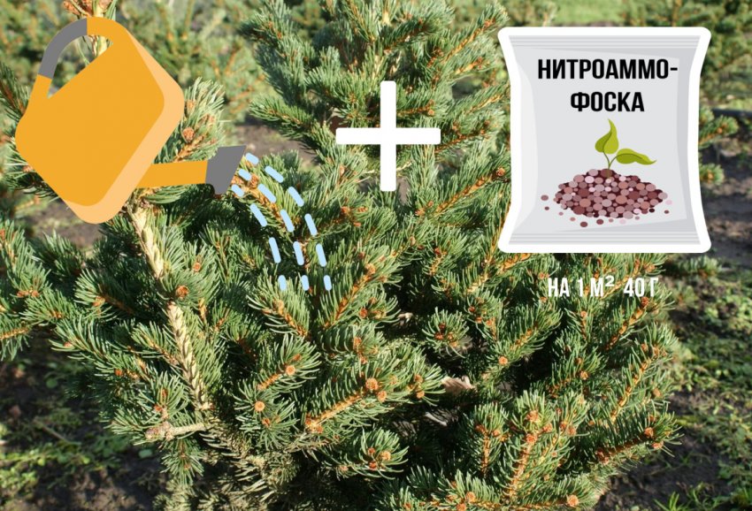 Полив і підгодівля їли Полив і підгодівля їли