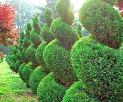 Топиарная стрижка туї своїми руками