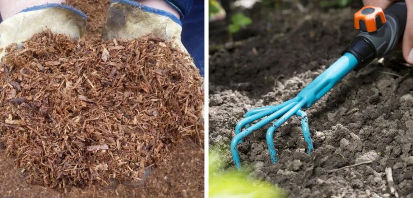 Мульчування і розпушування їли Мульчування і розпушування їли