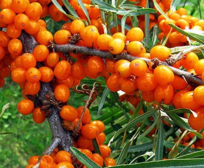 Користь і шкода обліпихи при грудному годуванні дитини