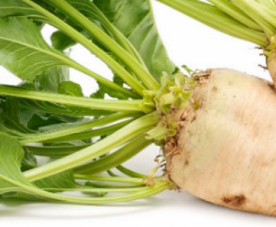 Цукрові буряки: опис, користь і шкоду, технологія вирощування