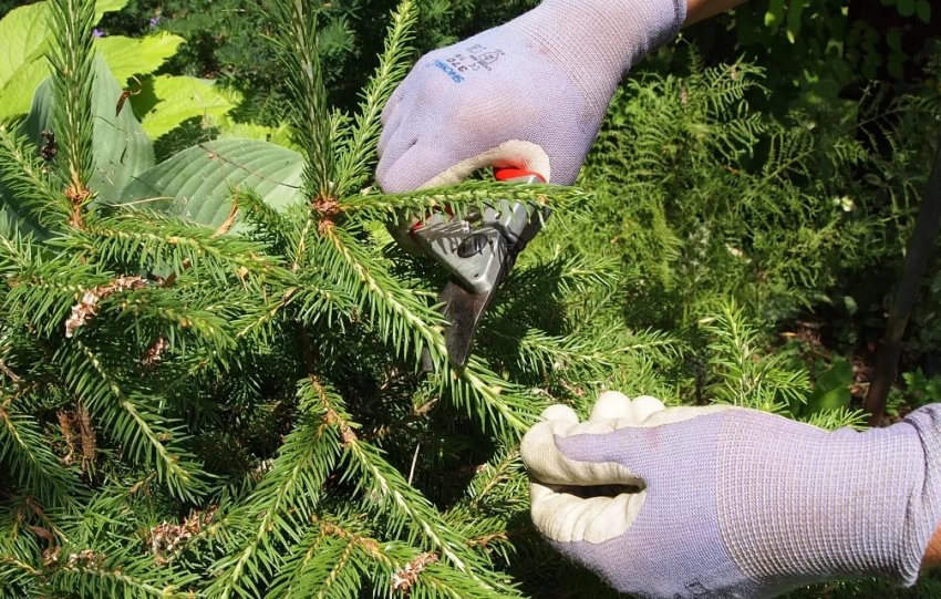 Обрізка їли Обрізка їли